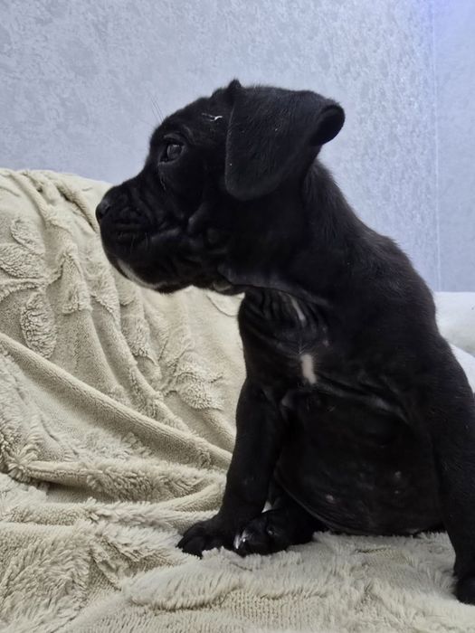 Продаются щенки Кане Корсо