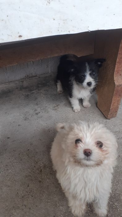 Donez cățeluși frumoși