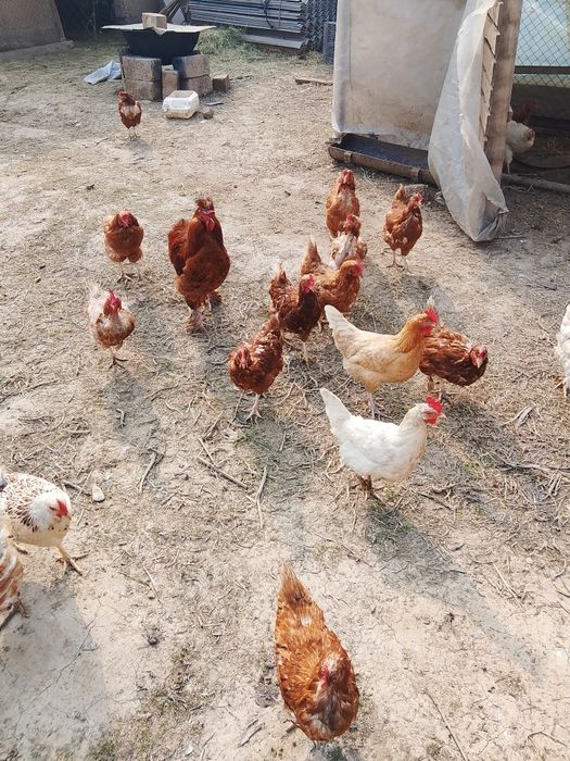 Осы тауыктар сатылады