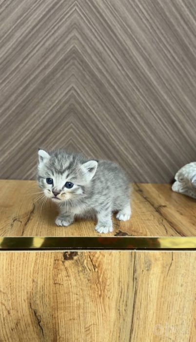 Британские скоттиш страйты