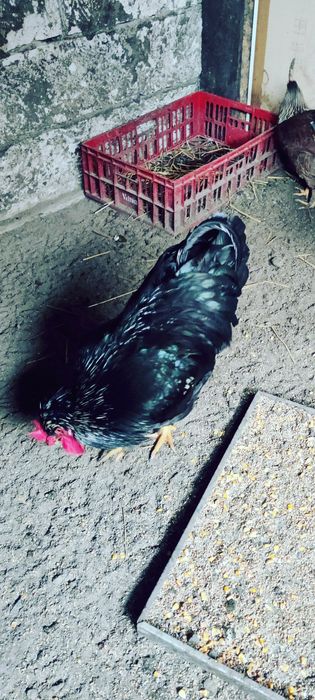 Vând ouă de găini araucana verzi și albe