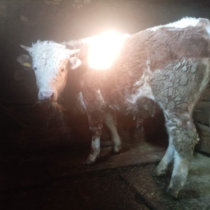 Крупно рогатый скот