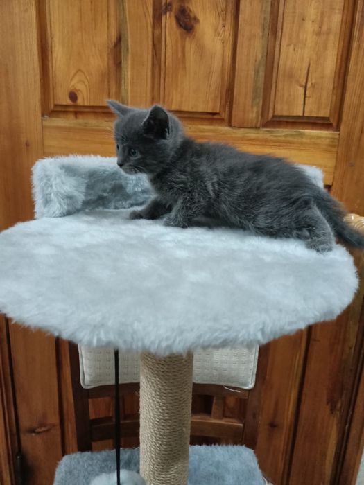 Продам пародистых котят