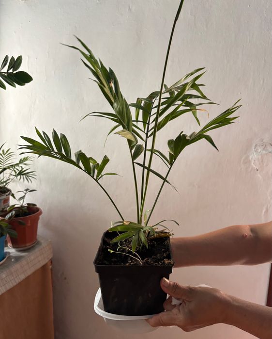 Продам комнатную пальму