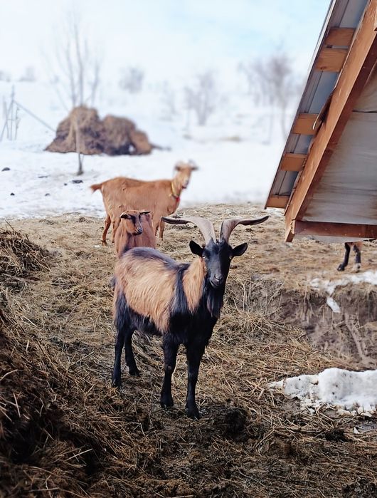 Țap Alpină Franceză