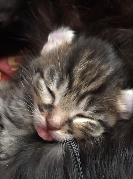 Американский керл