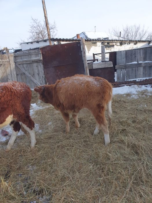 Продам тёлочки 2 головы