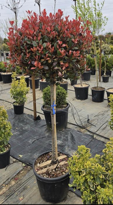 Plante ornamentale de gradina