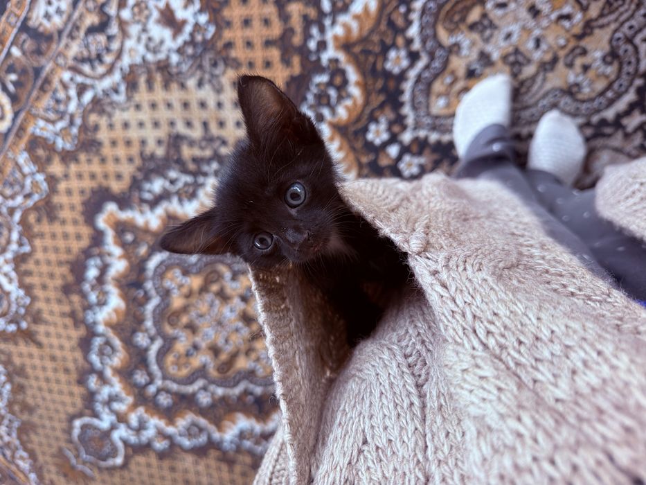 Котенок ищет себе дом , мальчик