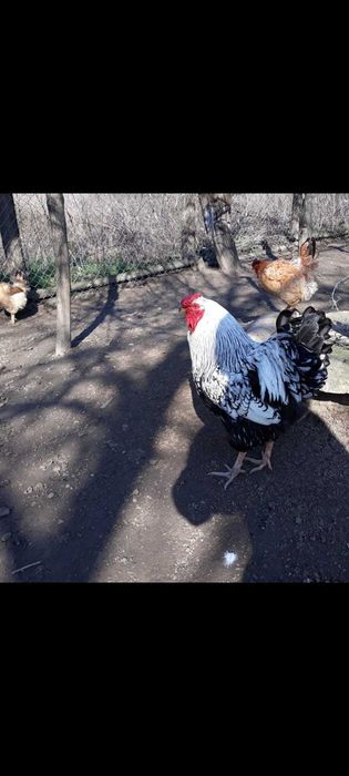 Vând Cocos Wyandotte