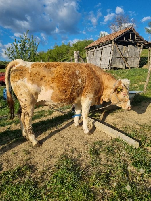 Vând junincă gestantă in 8 luni