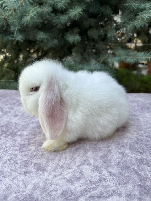 карликовые кролики