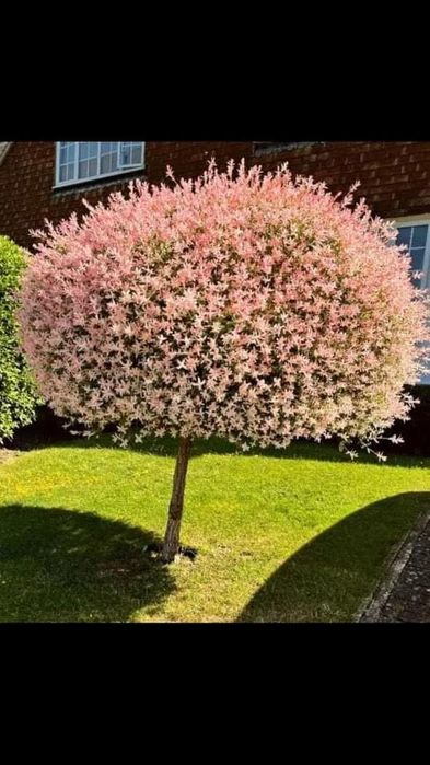 Пъстролистна японска върба salix hakuro nishiki