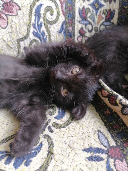 Замурррчательные котята ^. ^