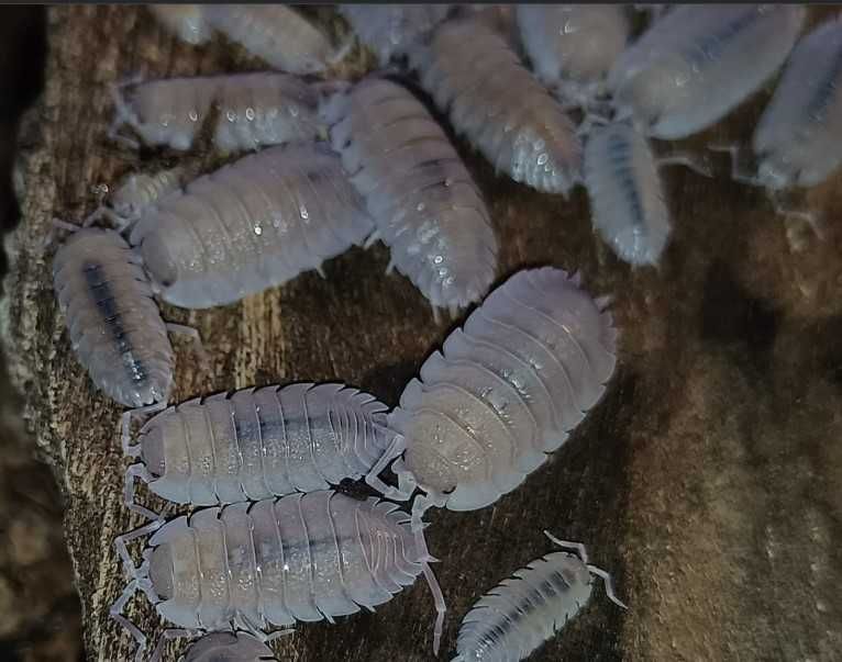 Продавам Изоподи/Мокрици за биоактивен терариум