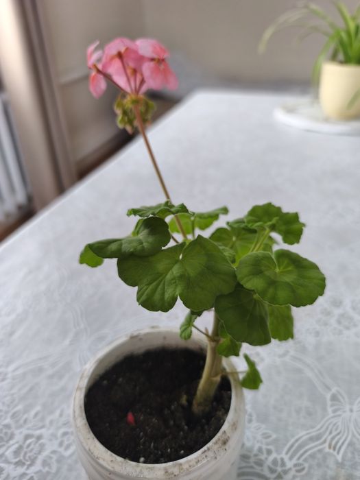 Продается герань домашняя