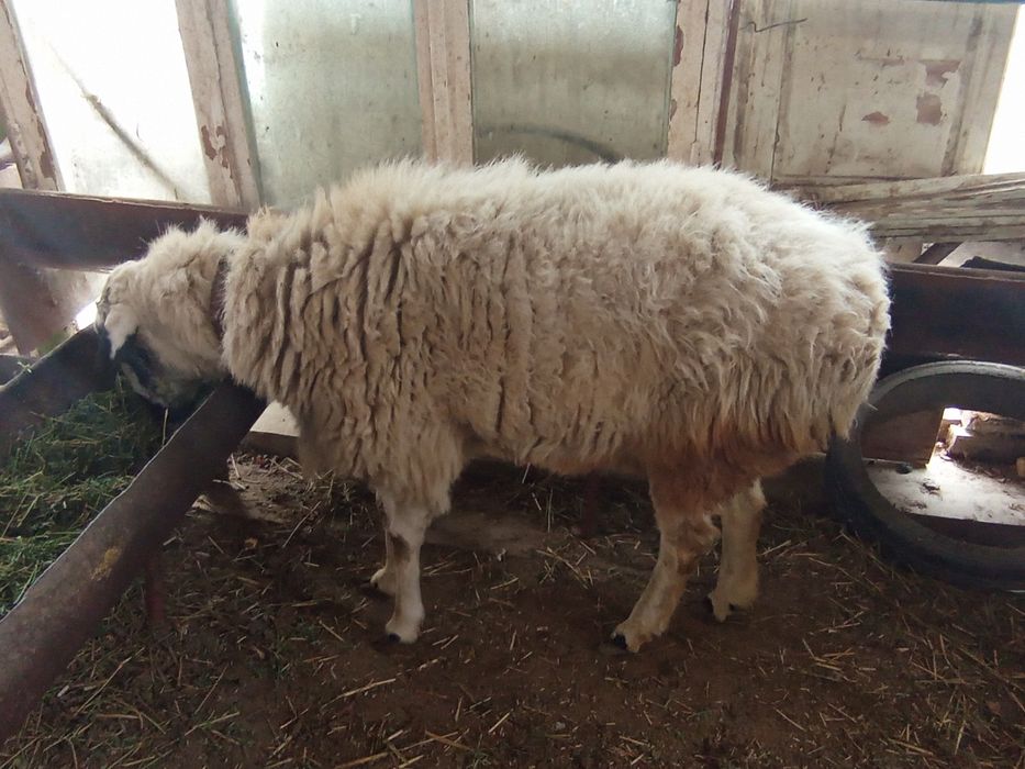 Кучкор сотилади.