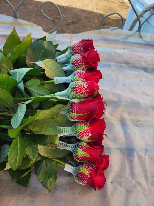 Розы по 900тг рост 120см