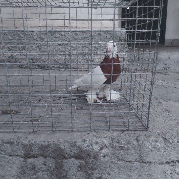 Капкан самец лет с игрой