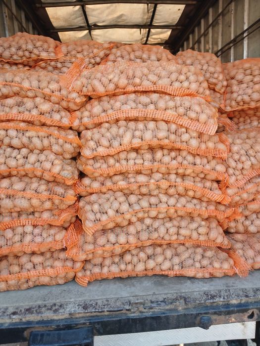 Cartofi de sămânță