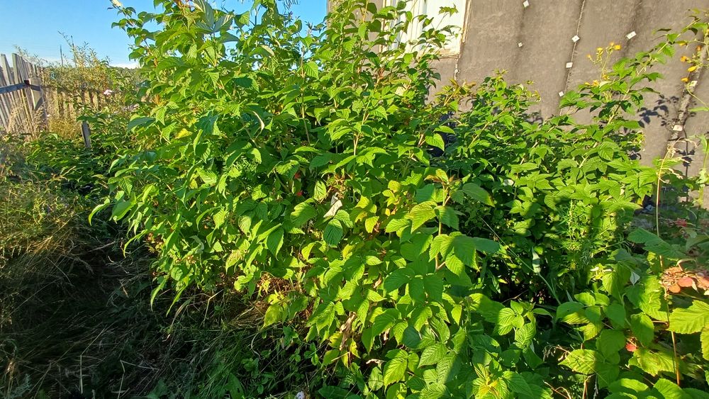 Продам дом в Бишкуле