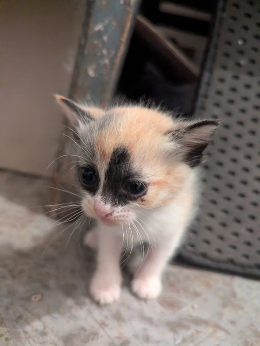 Отдам котят в хорошие руки