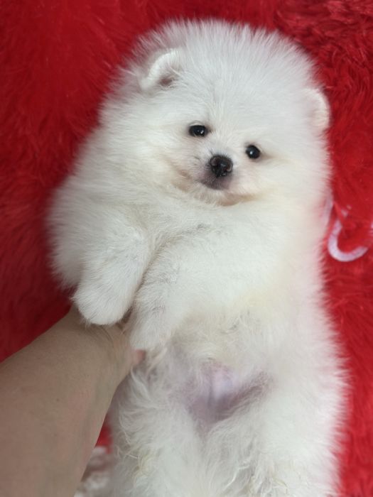 Белые шпицы мишки