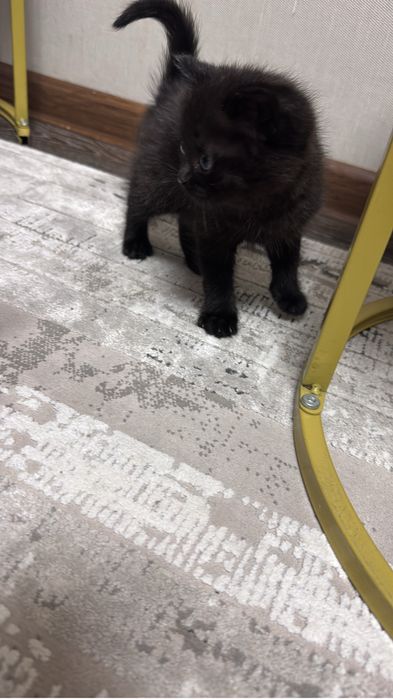 Кошечка черная бесплатно