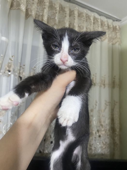 Продам черно-белого котенка