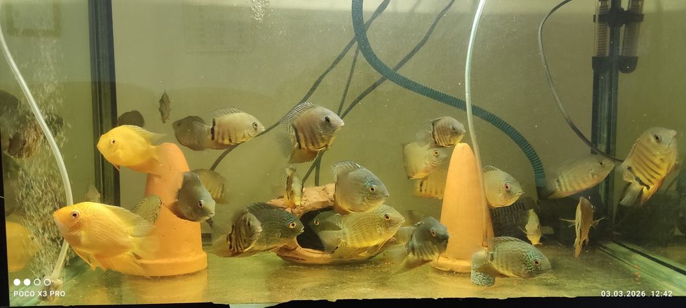 Ложный дискус зелёный