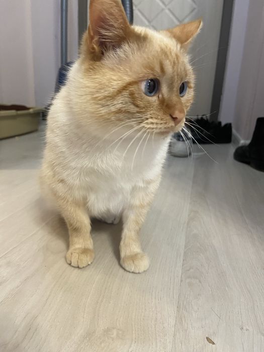 Котик в добрые руки