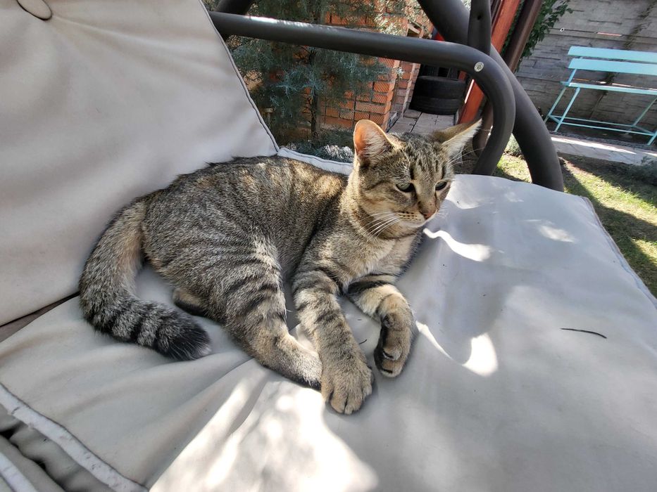 Pisica tabby.