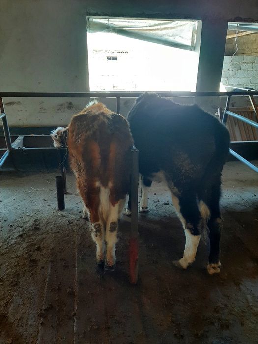 Екі қашар сатылады бағасы келисим 650 000