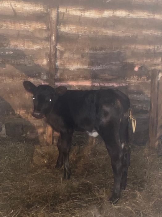 Продам телочку 1 месяц