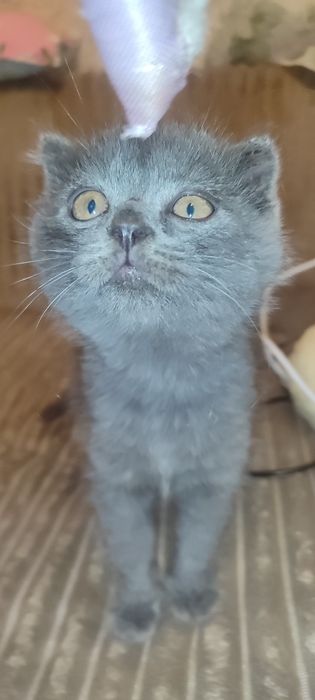 Породистые котята