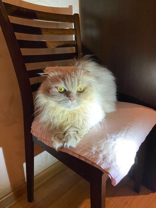 Отдам кота в хорошие руки