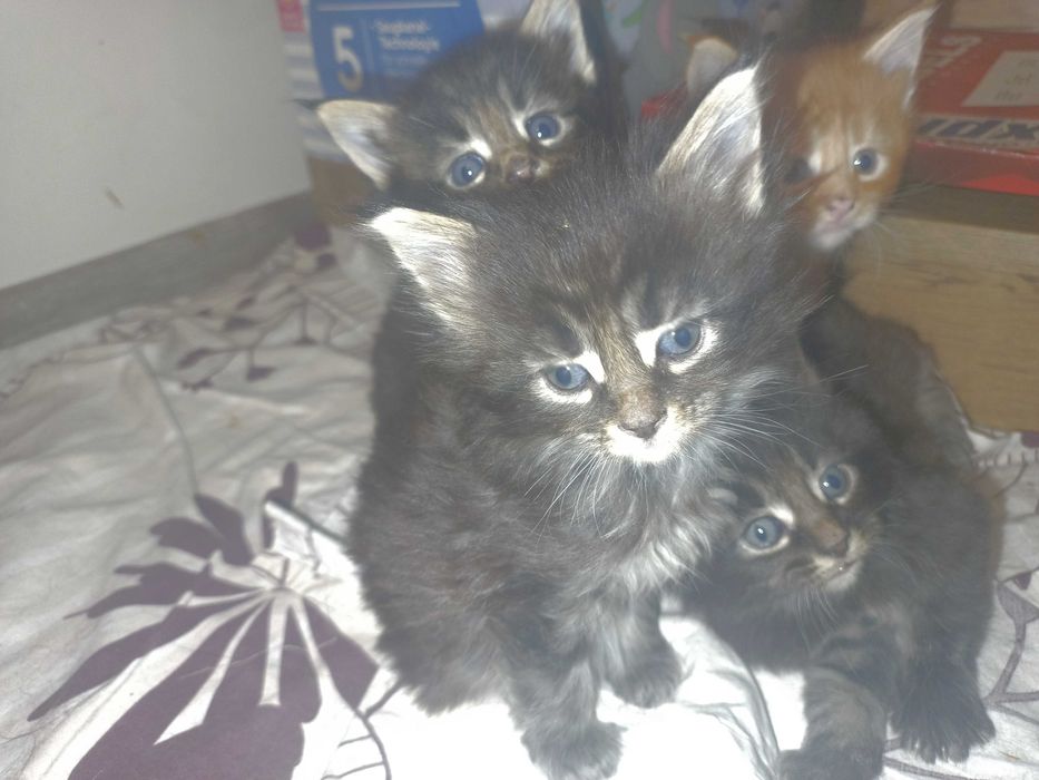 Мейн куун котенца