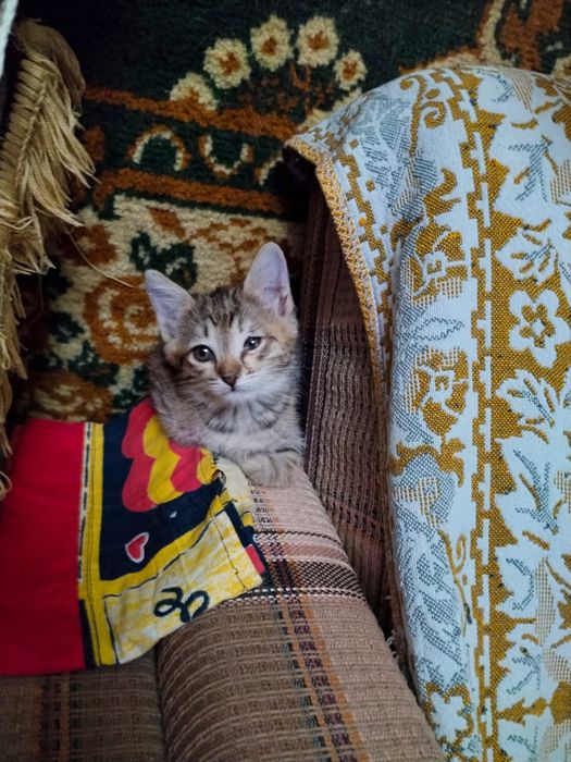 Отдам котенка. Девочка.  Бесплатно