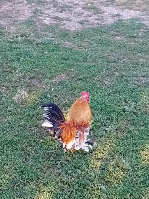 Cocos liliputi de vanzare