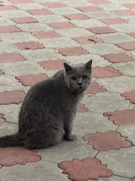Кот британец (найдёныш)
