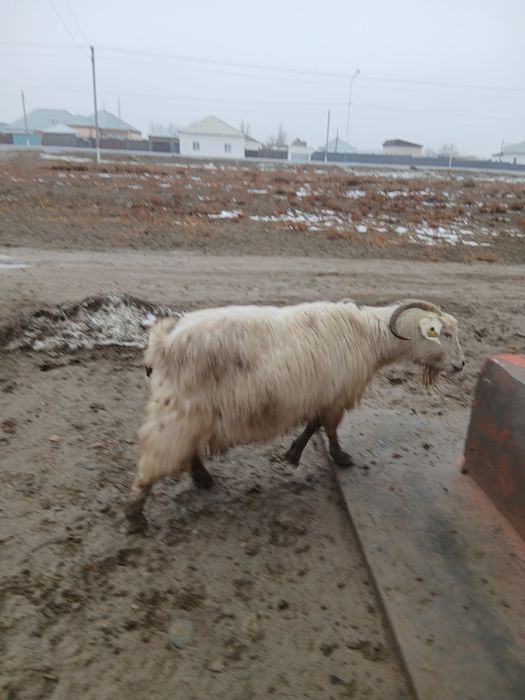 Сауын ешкі сатылады