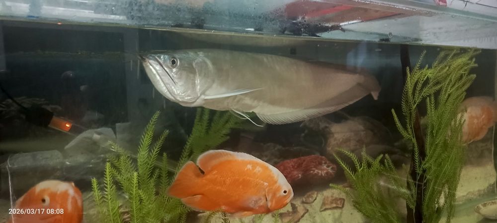 Aravan baliq sotiladi 55+