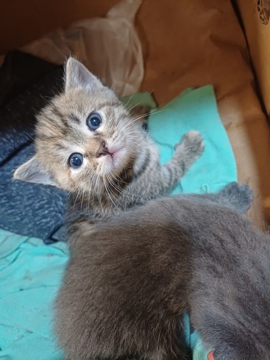 Отдам в добрые руки котят