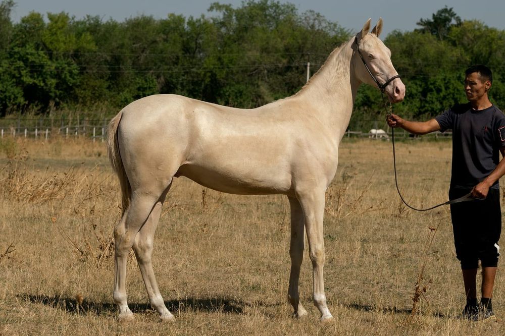 Жеребец Ахалтекинской породы