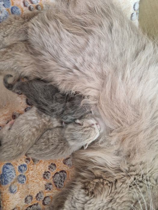 В Бронь шотландские котята