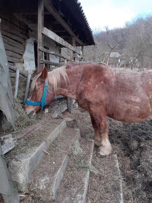 Vând iapă gestantă