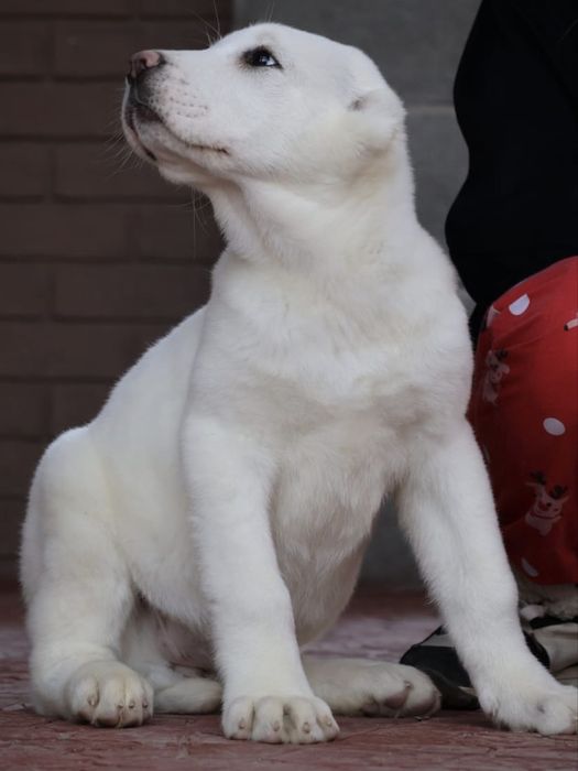 Белоснежные щенки
