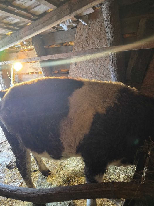 De vânzare vaci BALȚATE.