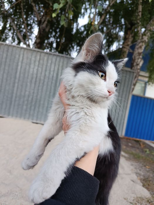 кошечка молодая ищет хороших хозяев.