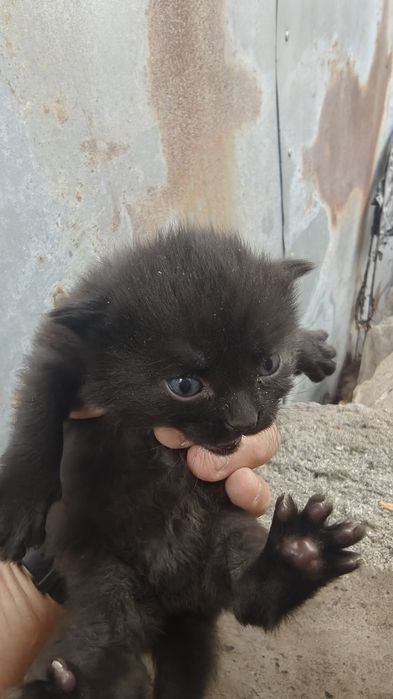 Дарю котят с кошкой